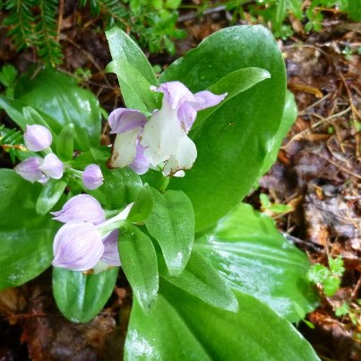 Showy orchis by Paul
